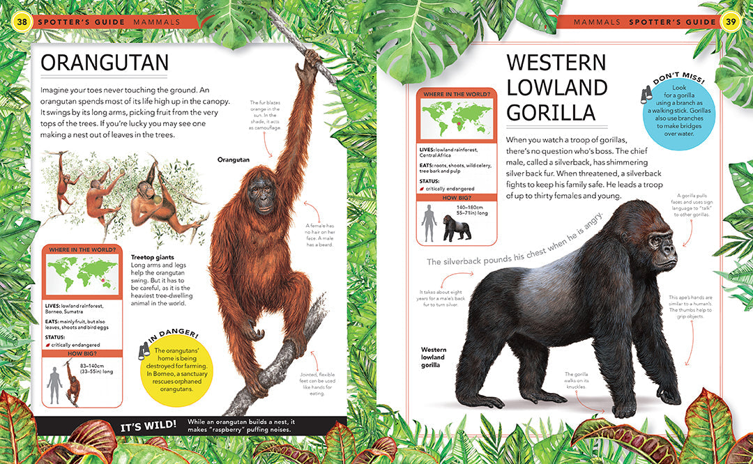 Jungle Animals