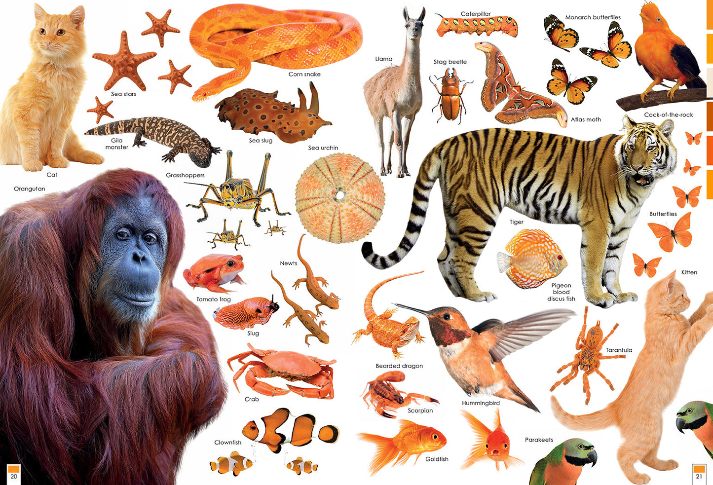 Colorful Creatures