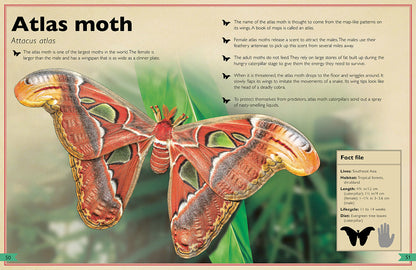 The Magnificent Book of Insects and Spiders