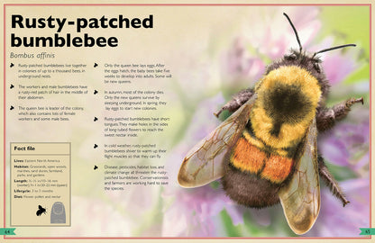 The Magnificent Book of Insects and Spiders