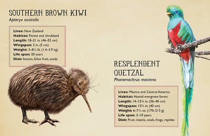 Field Guide to Magnificent Birds