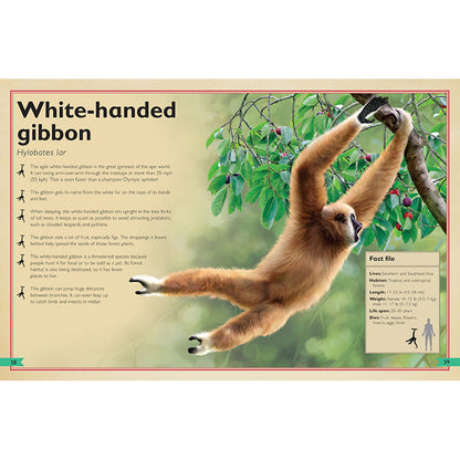 The Magnificent Book of Monkeys and Apes