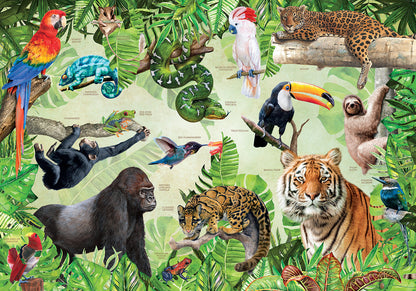 Rainforest Animals