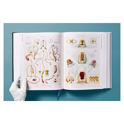The Art and Science of Ernst Haeckel (German, French, English) Book