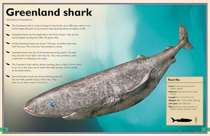 The Magnificent Book of Sharks
