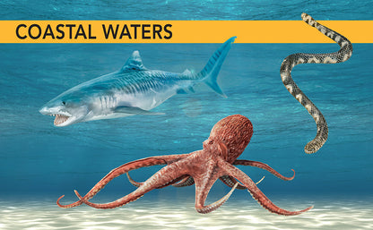 Ocean Creatures