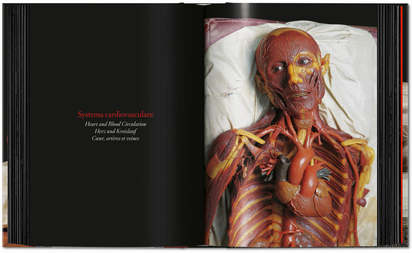 Anatomical Waxes. 45th Ed. (German, French, English) Book