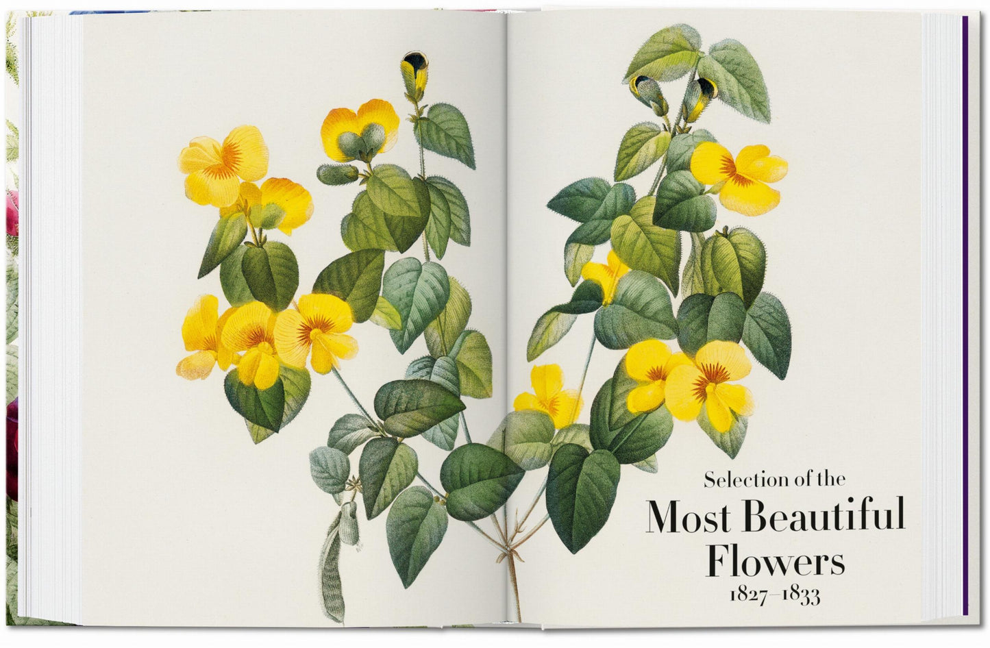 Redouté. The Book of Flowers. 45th Ed. (German, French, English) Book