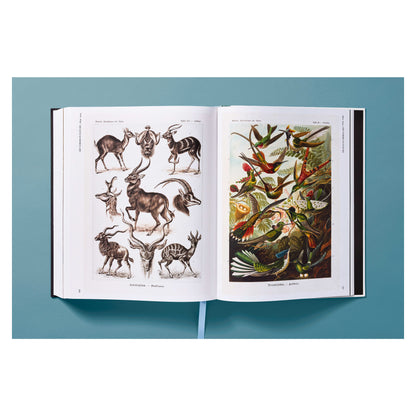 The Art and Science of Ernst Haeckel (German, French, English) Book