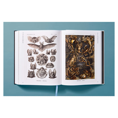 The Art and Science of Ernst Haeckel (German, French, English) Book