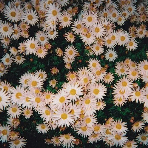 Bad Bad Hats - Bad Bad Hats Vinyl Record