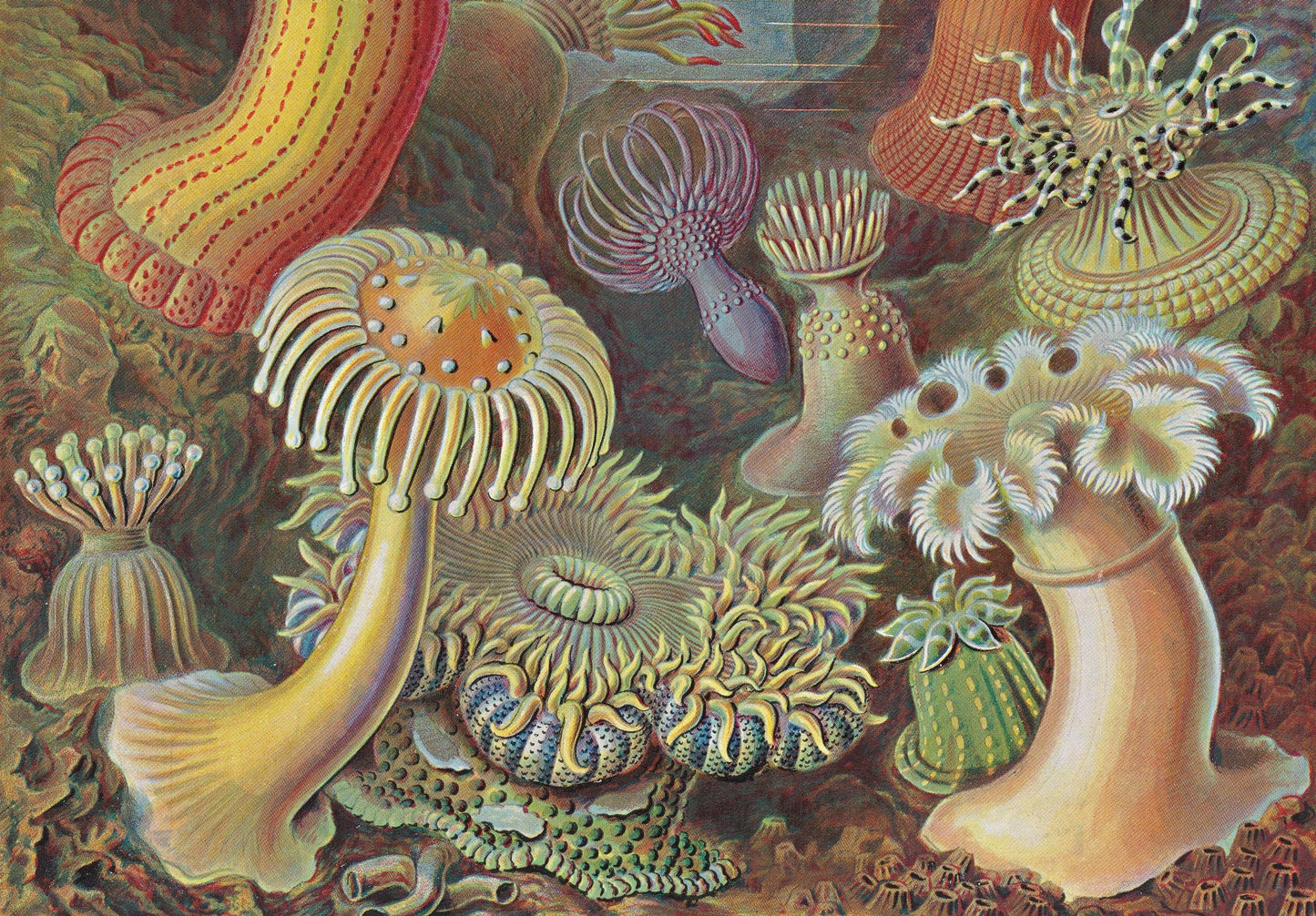 The Art and Science of Ernst Haeckel. 45th Ed. (English) Book