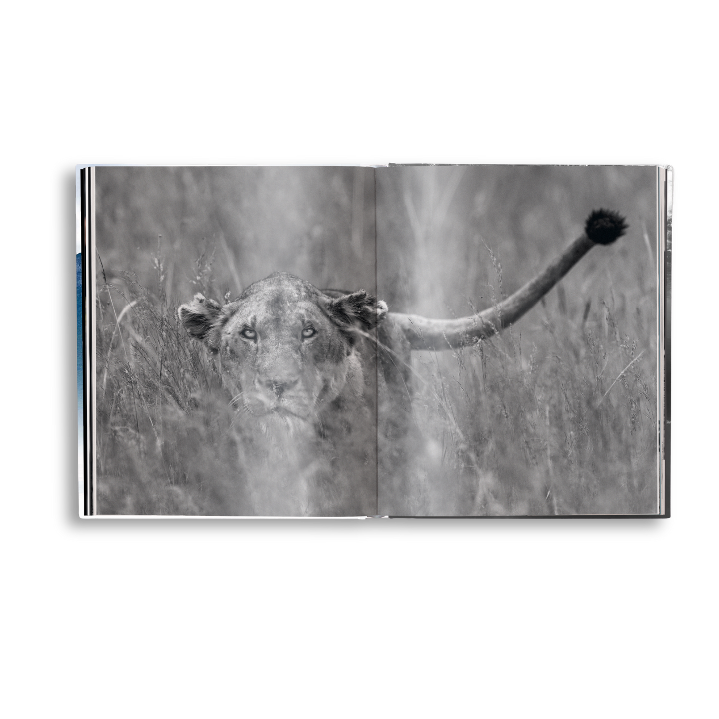 Creation Book