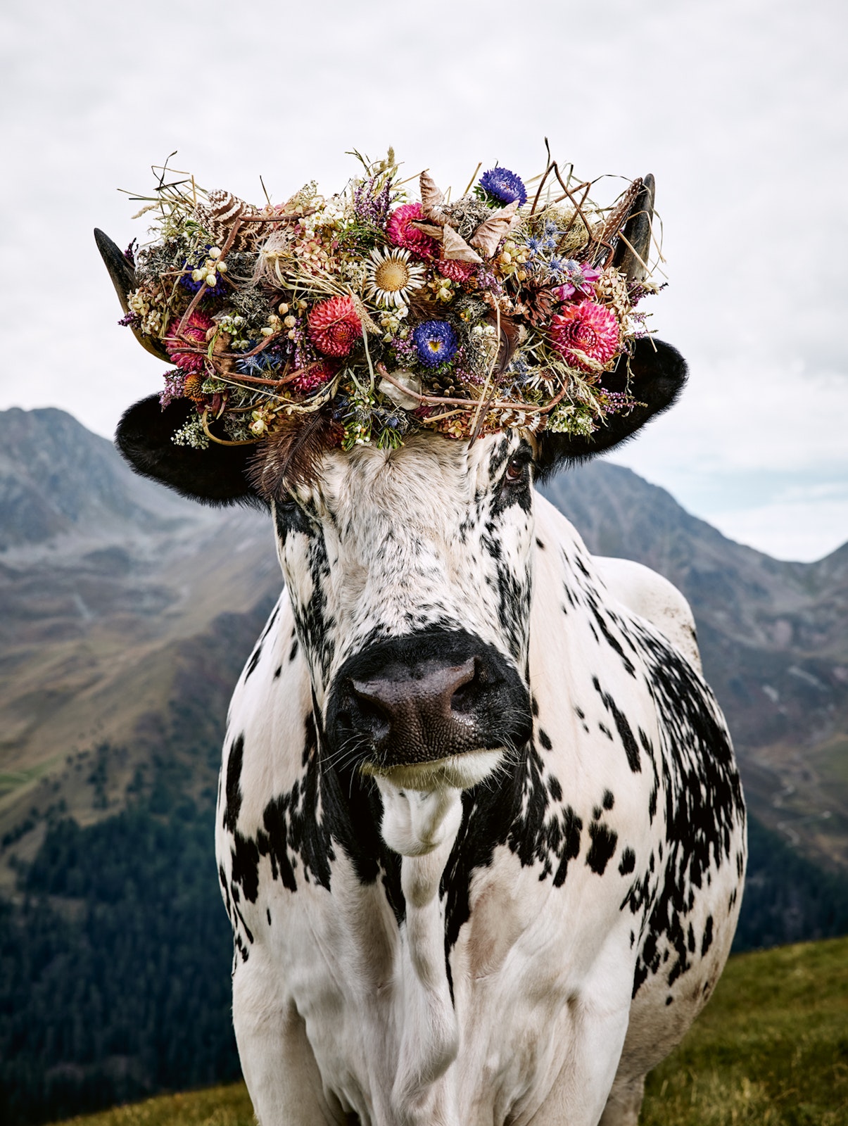 Liberation of Arts Book