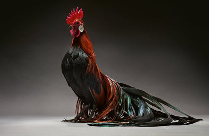 Feathered Elegance Book