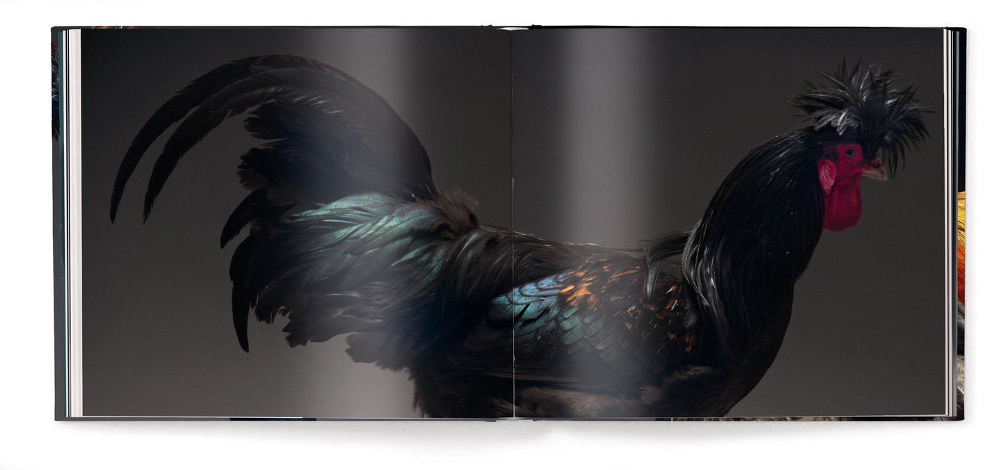 Feathered Elegance Book