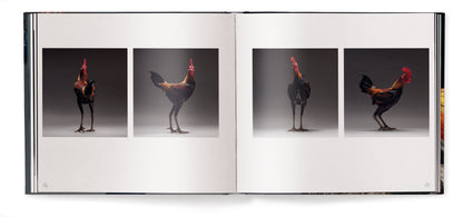 Feathered Elegance Book