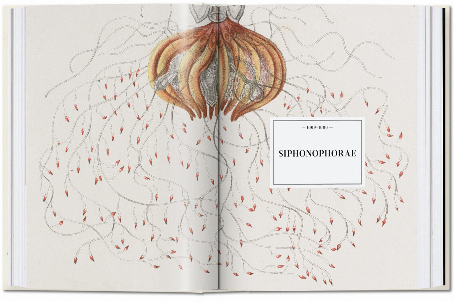 The Art and Science of Ernst Haeckel. 45th Ed. (English) Book