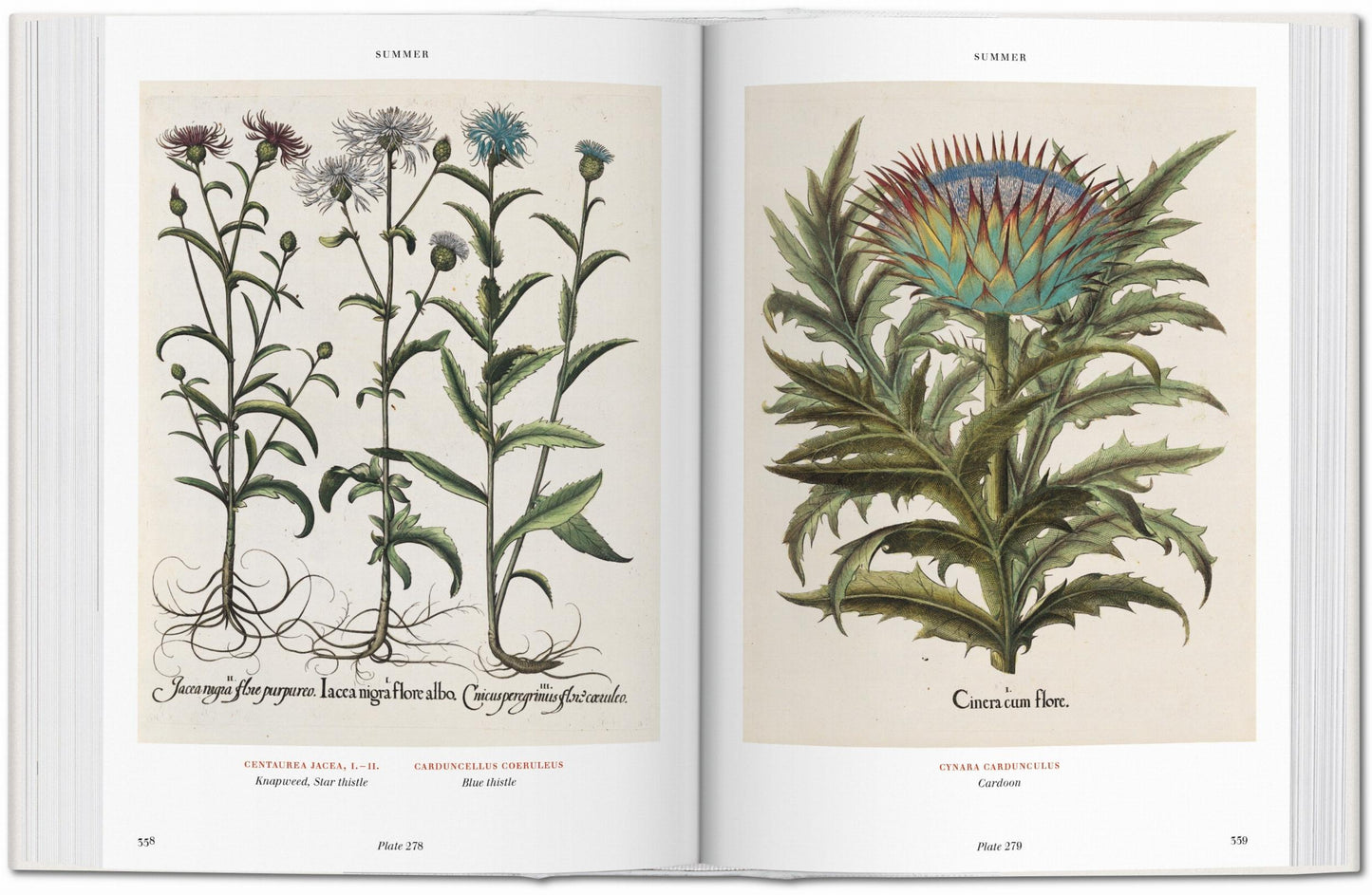 Basilius Besler. Florilegium. The Book of Plants (English) Book