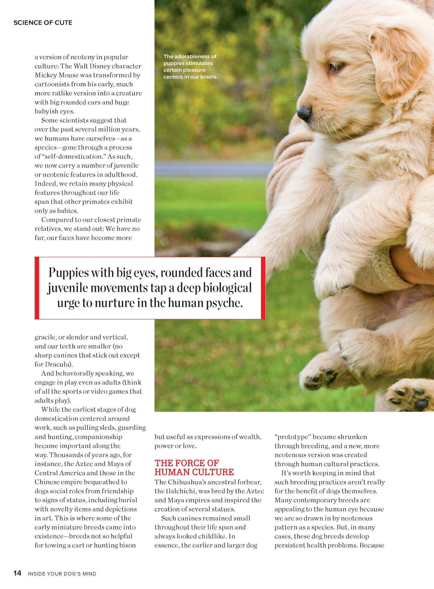 Inside Your Dog's Mind - New Discoveries: What They Really Think, Understand Their World, Decode Your Pet's Personality, Dog Dreams Explained + Teach Your Pup English!