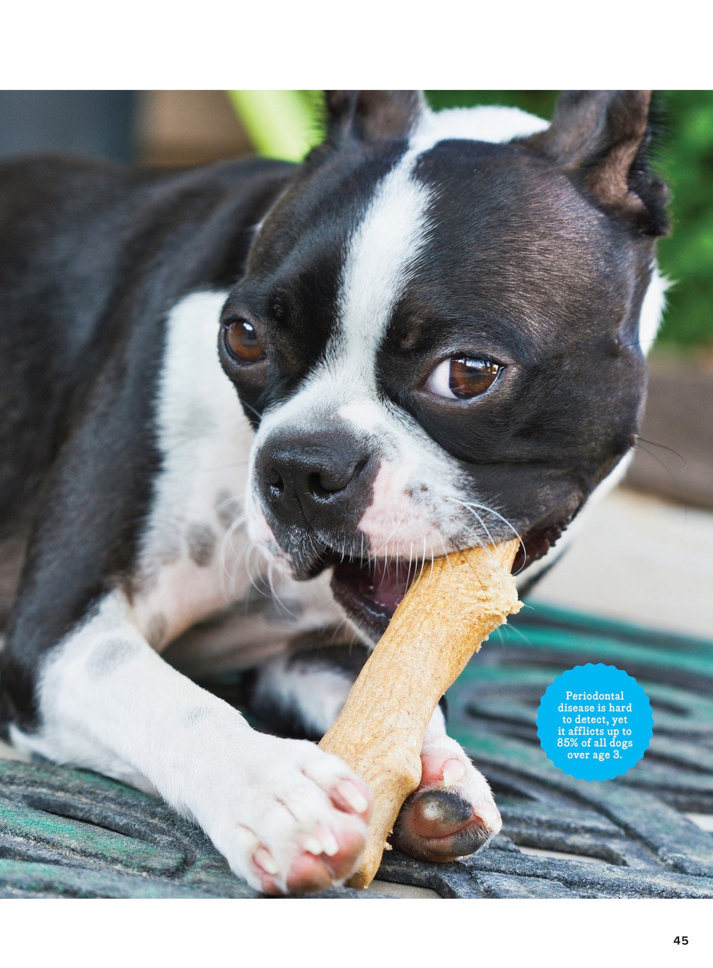 Inside Your Dog's Mind - New Discoveries: What They Really Think, Understand Their World, Decode Your Pet's Personality, Dog Dreams Explained + Teach Your Pup English!