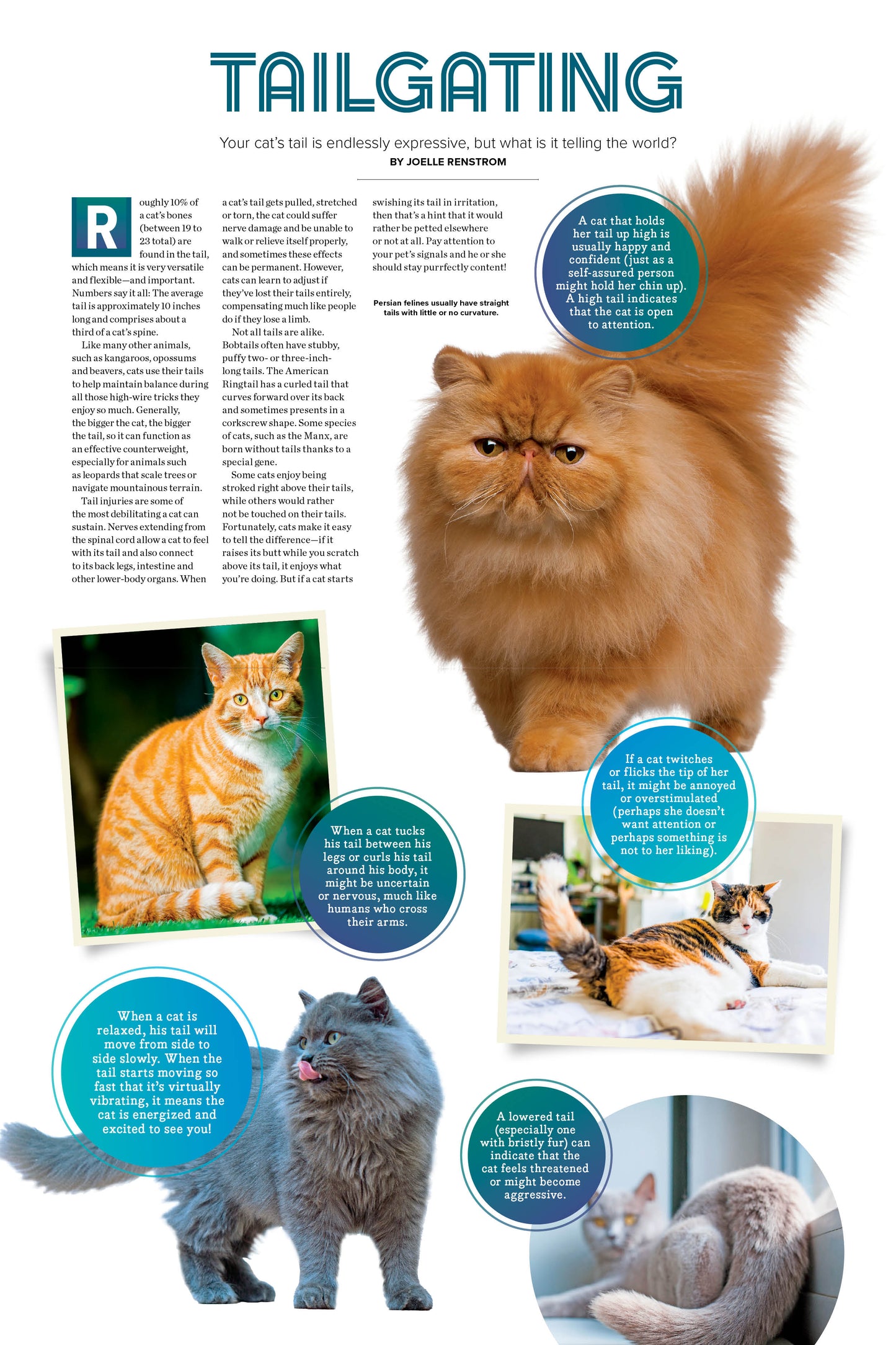 Cute Cats - 2026 Calendar: A Year Of Playful, Lovable & Adorable Furry Feline Friends, Adorable Collection Of Cats & Kittens, Bring Happiness & Warmth To Cat Lovers & More!