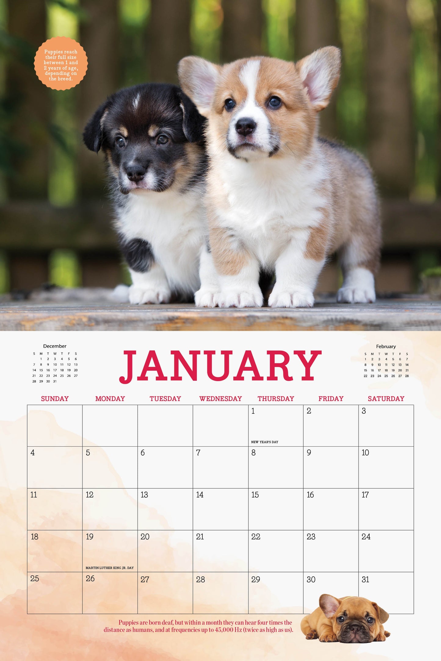 Adorable Dogs - 2026 Calendar:  A Year Of Four-Legged Friends, 12 Months Of Heartwarming & Joyful Dog Photography To Cherish All Year Long, Celebrate Our Furry Companions, Make Memories & More!