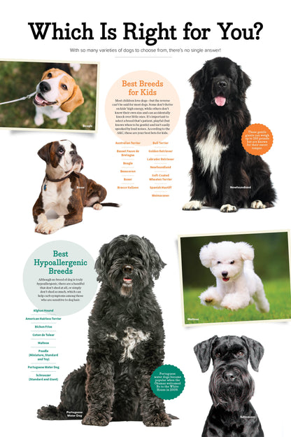 Adorable Dogs - 2026 Calendar:  A Year Of Four-Legged Friends, 12 Months Of Heartwarming & Joyful Dog Photography To Cherish All Year Long, Celebrate Our Furry Companions, Make Memories & More!