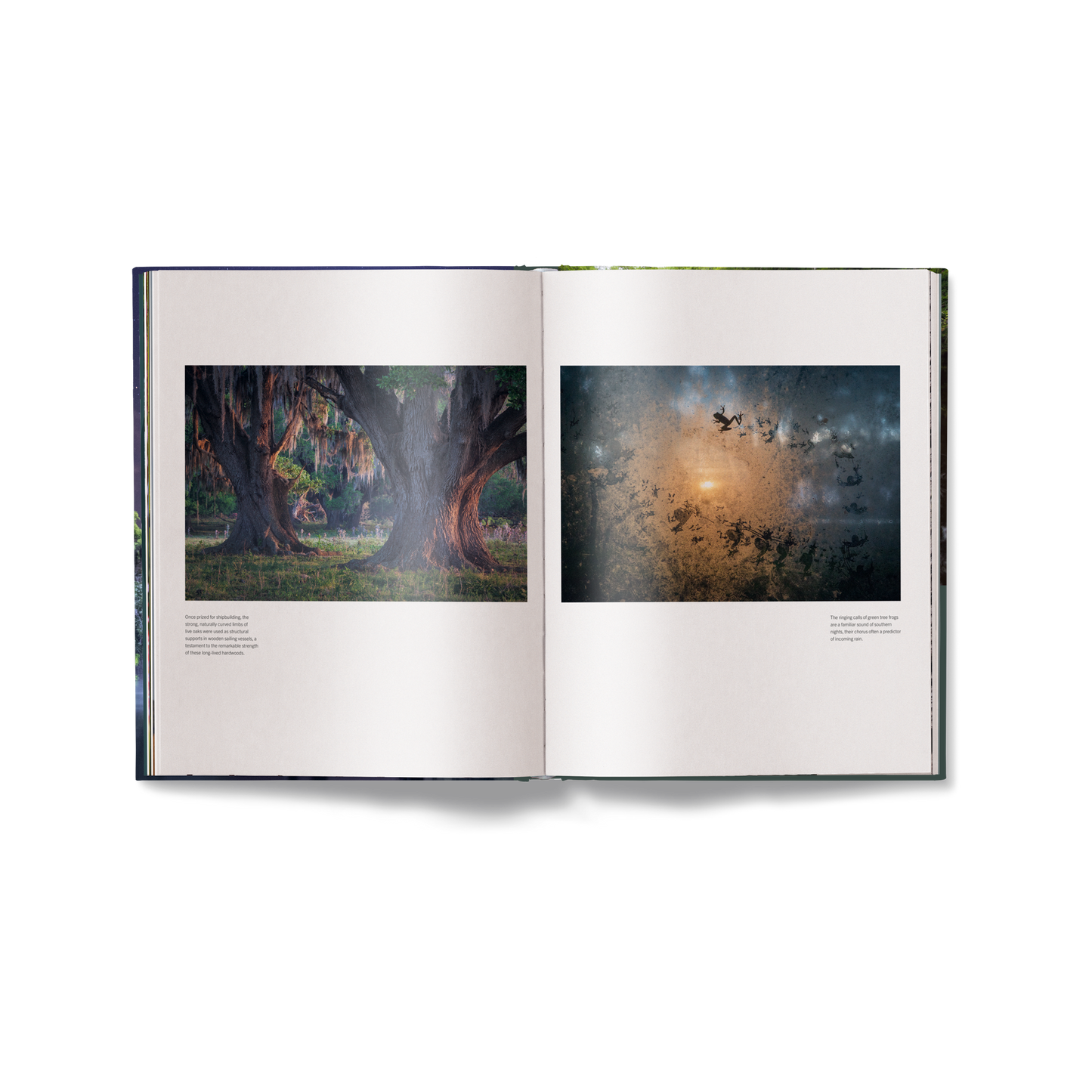 American Amazon Book