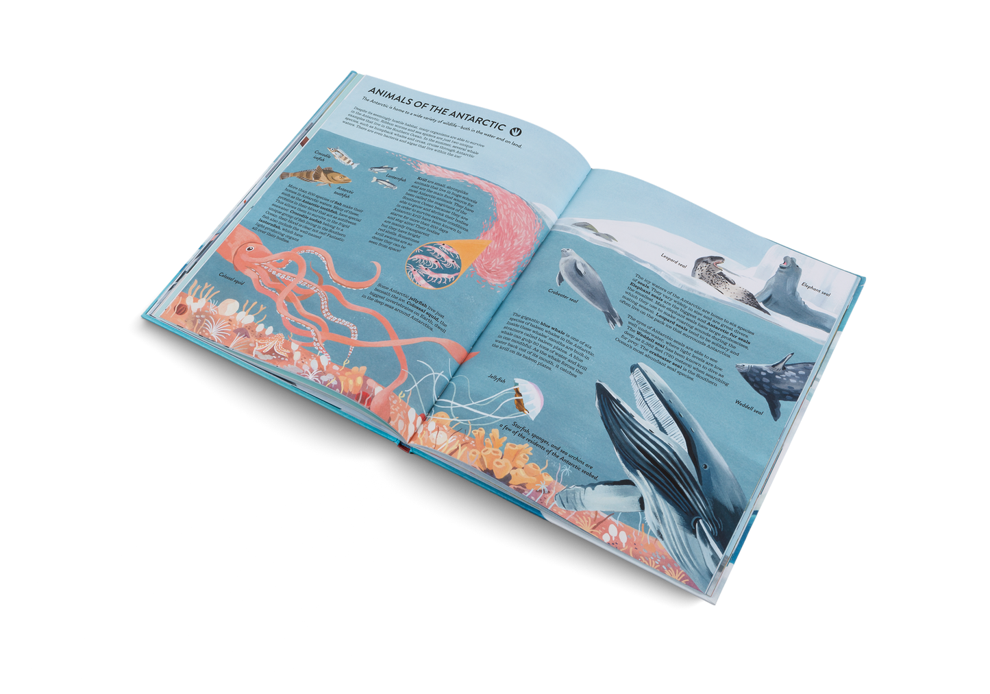 Penguins and Polar Bears Book