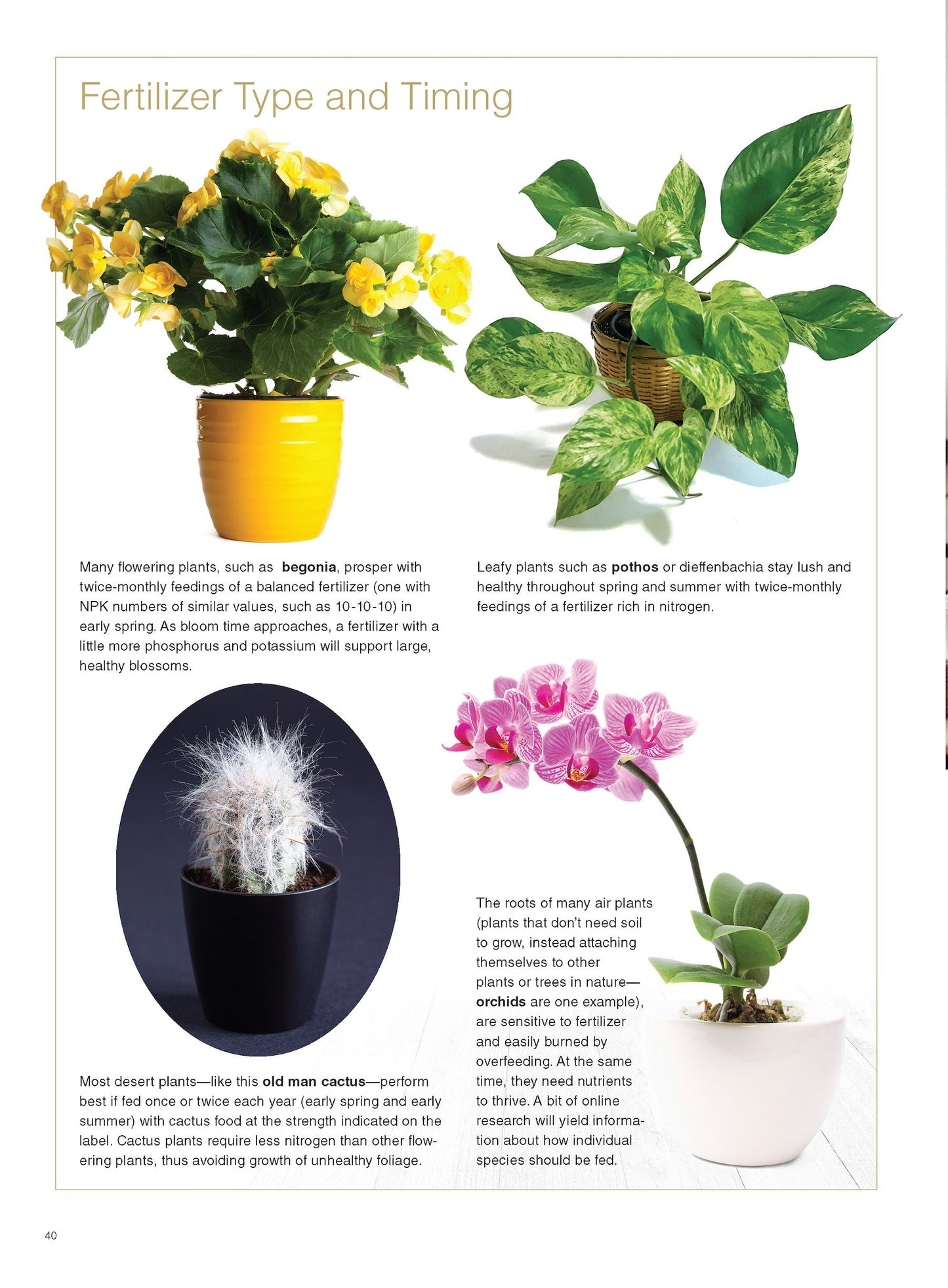 Houseplants - Easy To Care For Varieties: Gardening Guide, Plant Care, Fertilizer, Tools, Pots, Advice On Succulents, Fig Trees, Monstera Plant, Orchids, Grow Citrus Indoors, Greenhouse & Living Walls