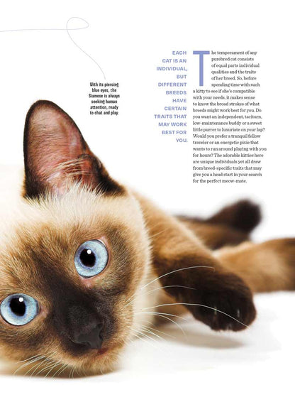 Inside Your Cat's Mind - Reading Cat's Face, Decoding Tails, Whiskers, Blinks, Meow Meaning, How To Play, Sleeping, Catnip, Training, Intelligence Test, Senses & Is Fur Color Linked To Personality?