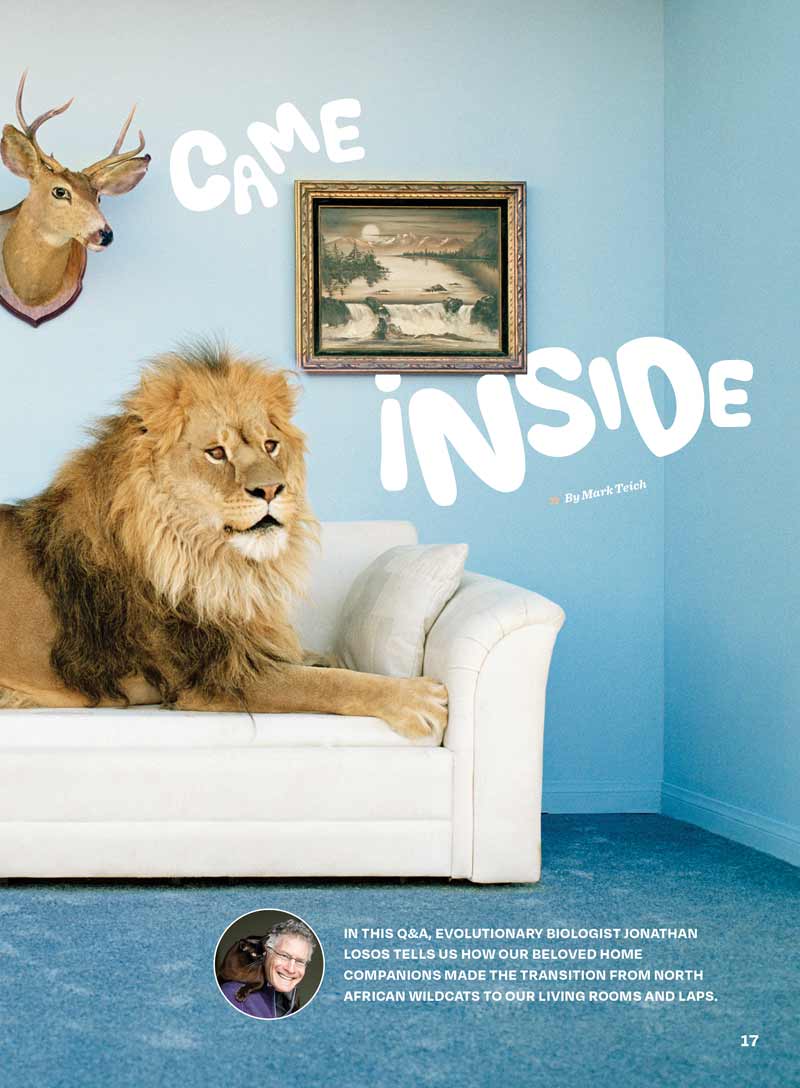 Inside Your Cat's Mind - Reading Cat's Face, Decoding Tails, Whiskers, Blinks, Meow Meaning, How To Play, Sleeping, Catnip, Training, Intelligence Test, Senses & Is Fur Color Linked To Personality?