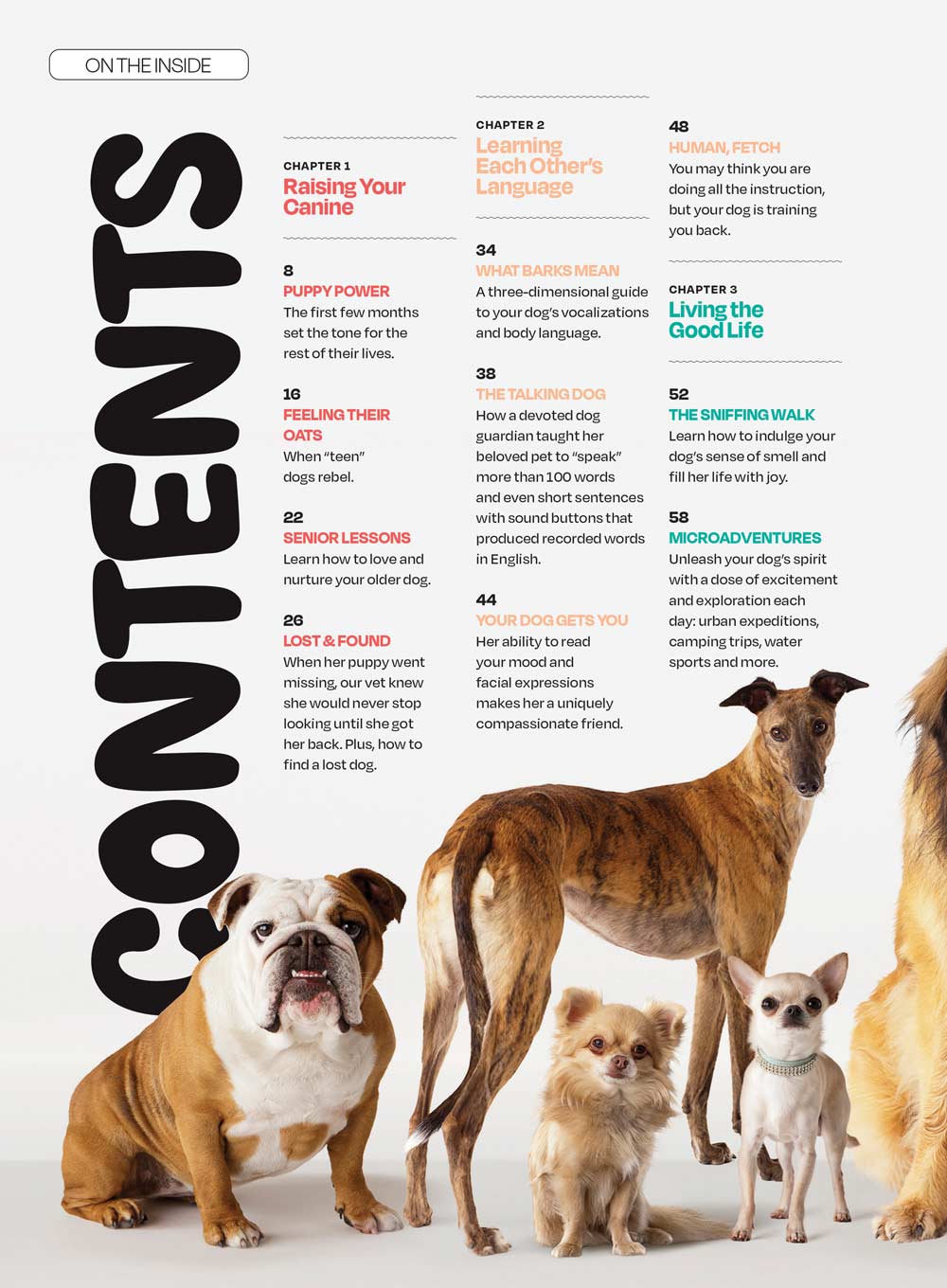 Inside Your Dog's Mind - What They Really Think: Right Way To Touch Them, Bark Meaning, Why Dogs Feel Your Pain, Guide To Pet Insurance, Sniffing Walk, Microadventures, Bonding, Health Span & More!