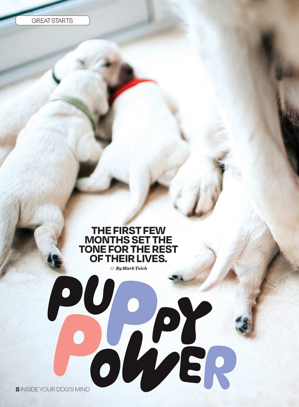 Inside Your Dog's Mind - What They Really Think: Right Way To Touch Them, Bark Meaning, Why Dogs Feel Your Pain, Guide To Pet Insurance, Sniffing Walk, Microadventures, Bonding, Health Span & More!