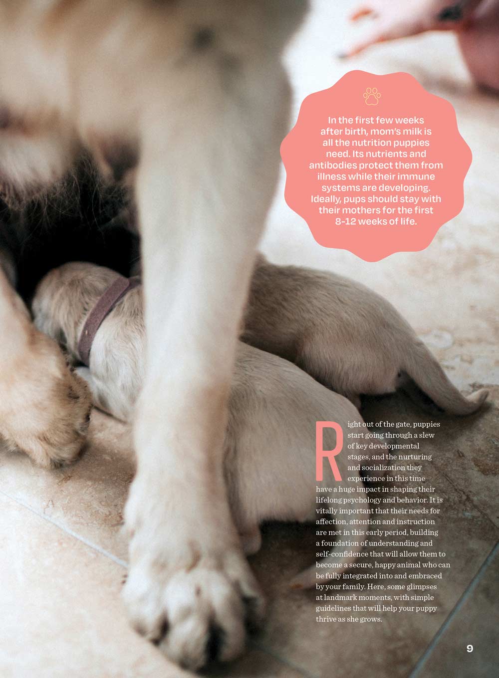 Inside Your Dog's Mind - What They Really Think: Right Way To Touch Them, Bark Meaning, Why Dogs Feel Your Pain, Guide To Pet Insurance, Sniffing Walk, Microadventures, Bonding, Health Span & More!