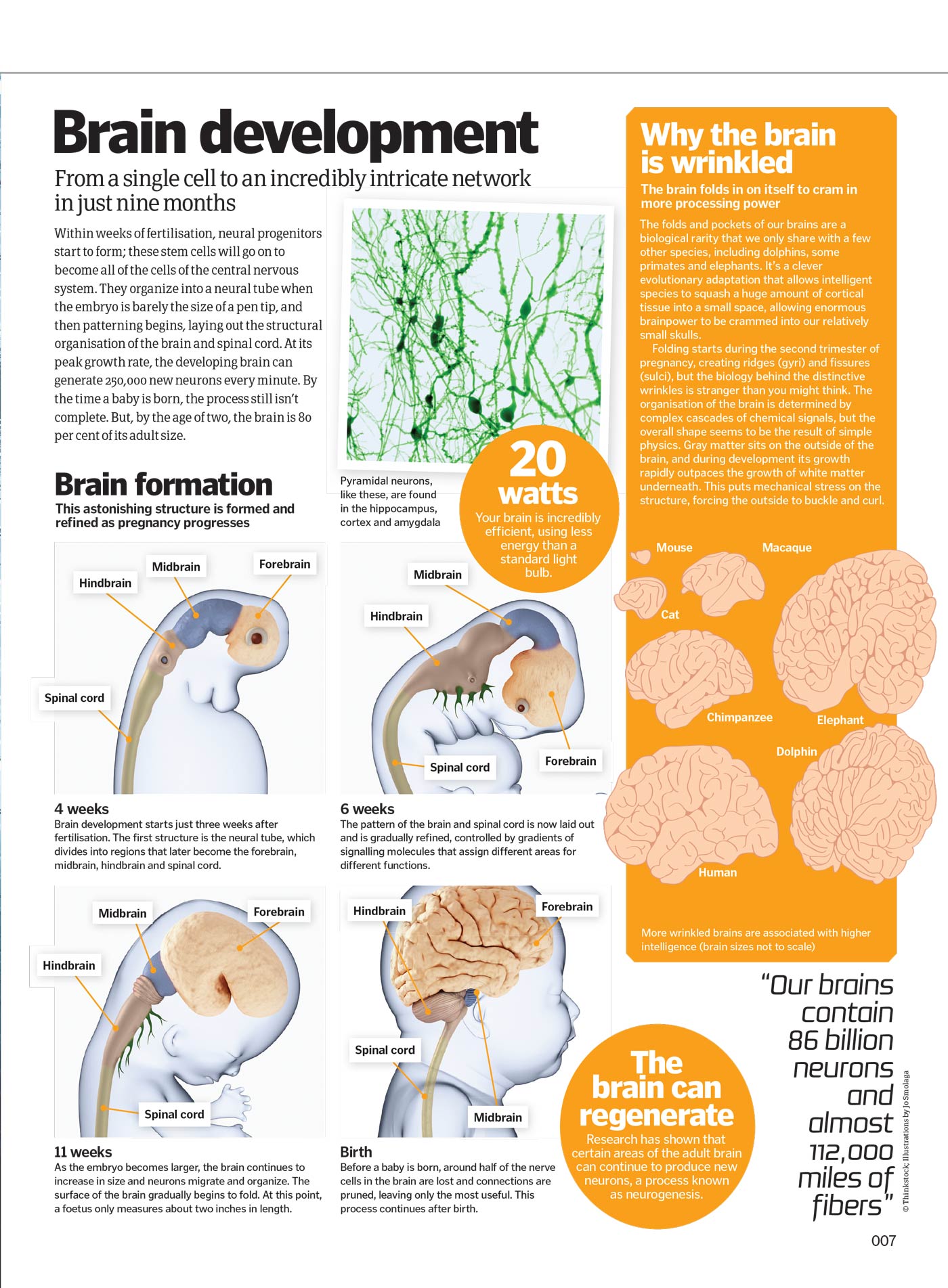 Inside Your Brain - The Most Complex Computer: Consciousness, Cognitive Biases, Psychopaths' Minds, Dreams, Behaviors, Brain Structure, Experiments, Sleep, Memories, The Father Of Neuroscience & More!