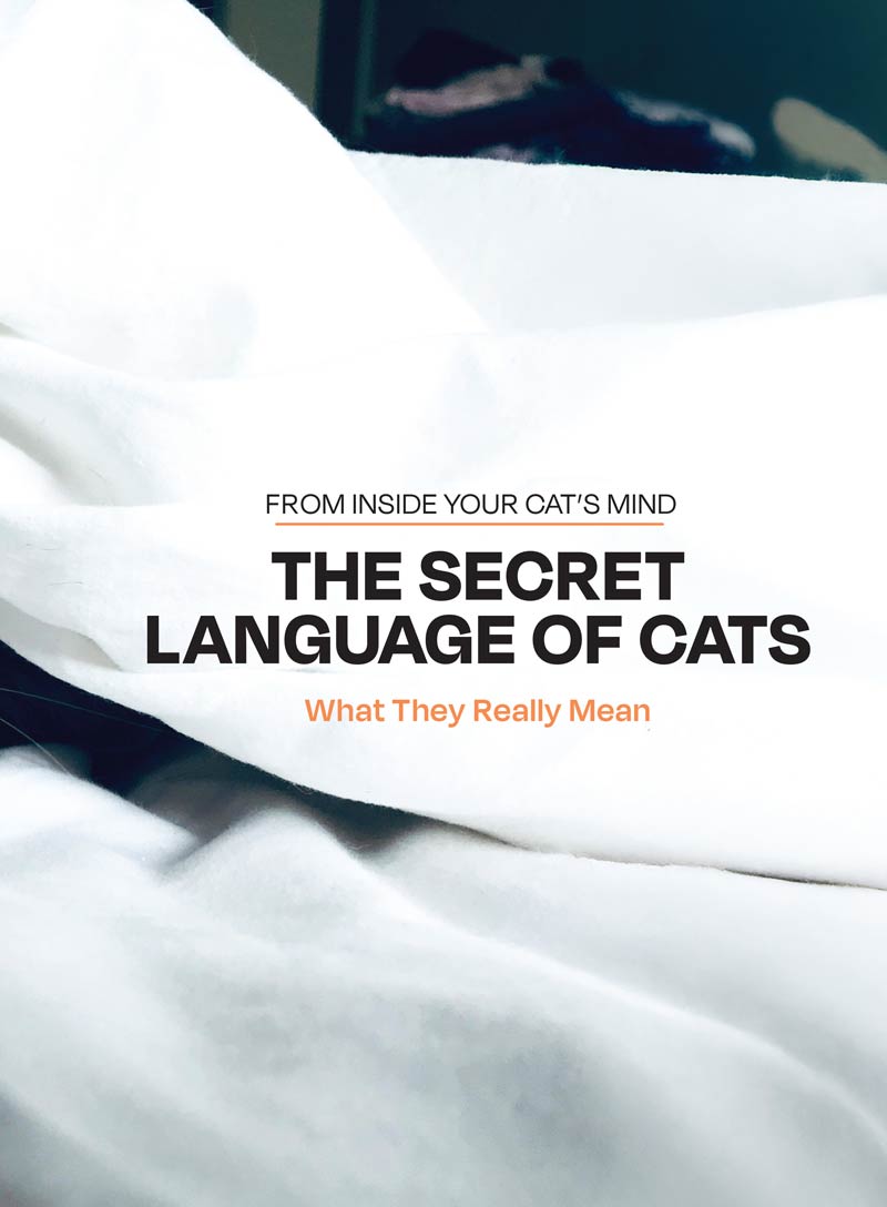 Inside Your Cat’s Mind - The Secret Language Of Cats: What They Really Mean, Decode Feline Behavior, Whisker & Tail Language, Slow Blink Secrets, Build A Deeper Bond With Your Beloved Cat & More!