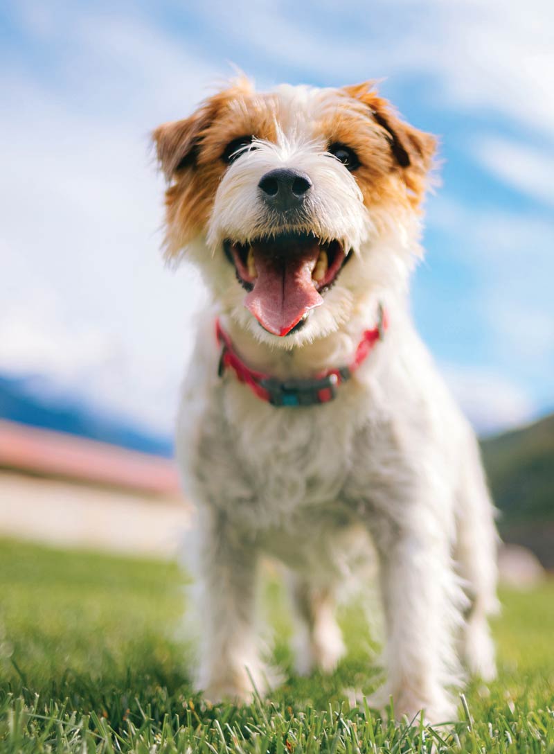 Inside Your Dog's Mind - Why Dogs Love Us & How To Love Them Back: Science-Based Insights To Deepen Your Relationship, Build Trust, Foster Empathy, Raise & Train A Confident, Well-Behaved Dog & More!
