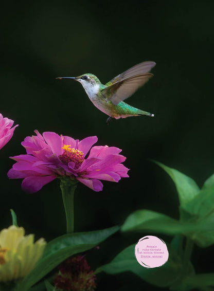 Birds & Blooms - World Of Hummingbirds: Must-See U.S. Species, 50+ Plants They Love, Smart Feeding Tips & More!