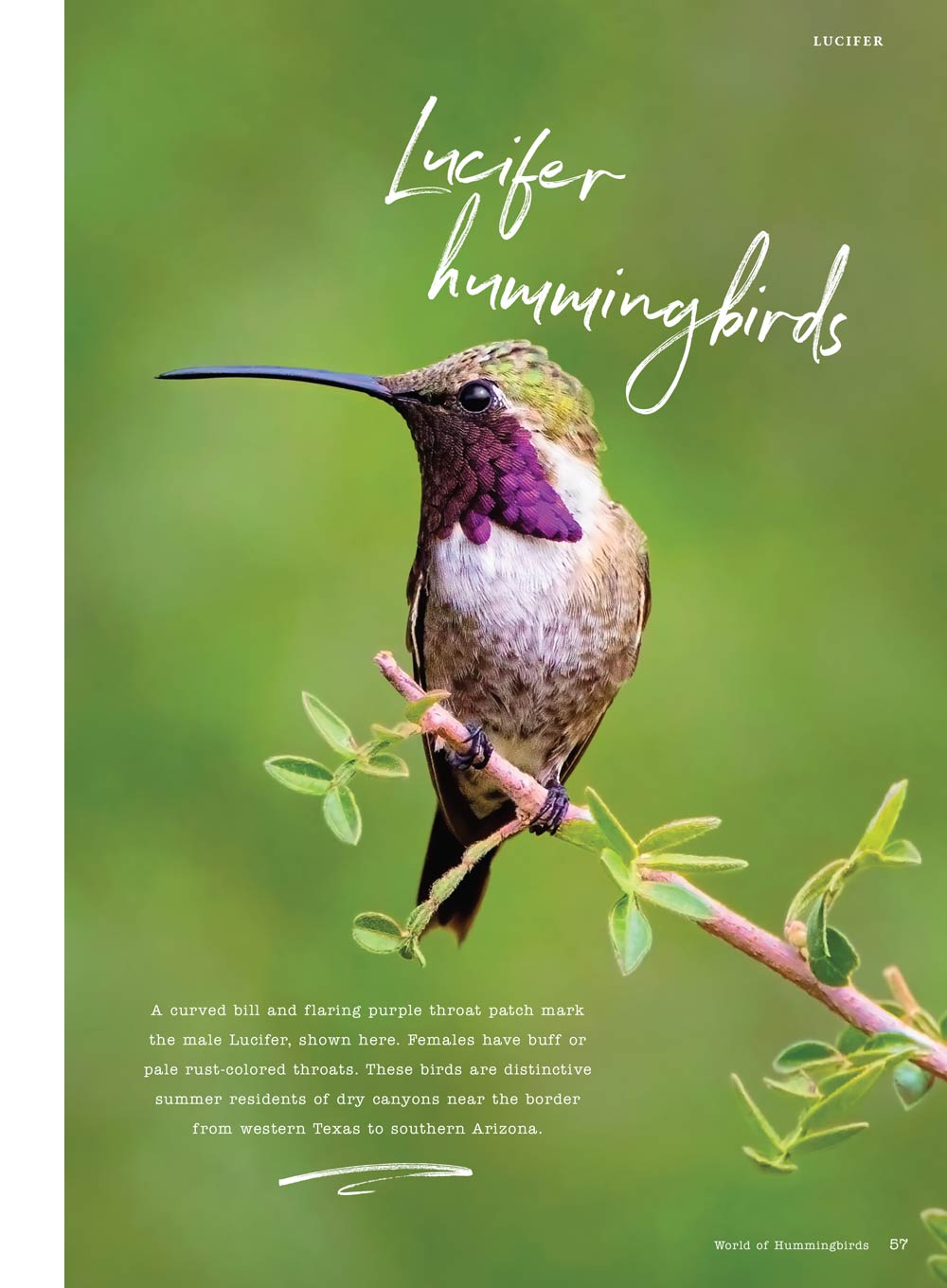 Birds & Blooms - World Of Hummingbirds: Must-See U.S. Species, 50+ Plants They Love, Smart Feeding Tips & More!