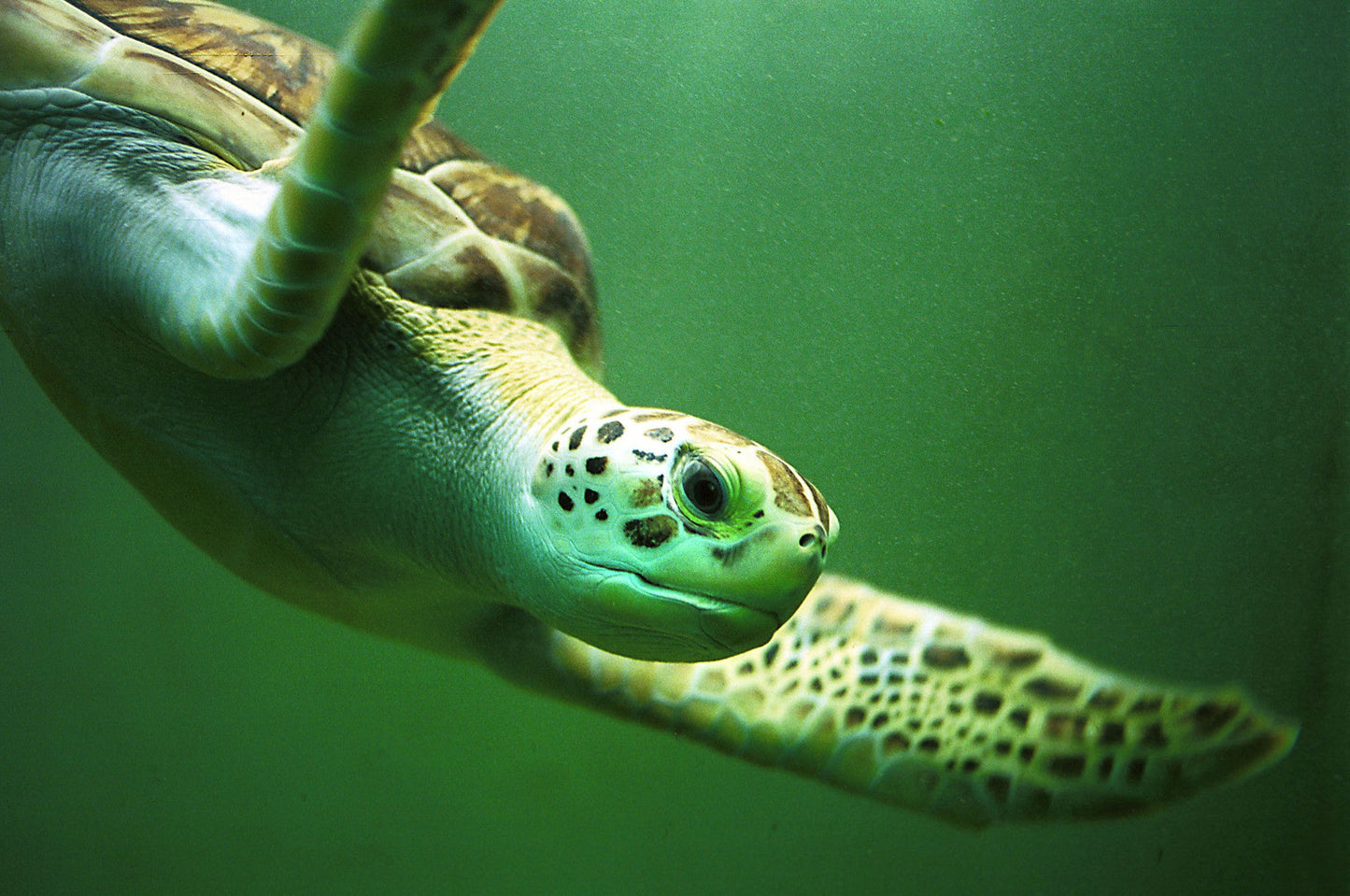 Portraits of Paradise Book