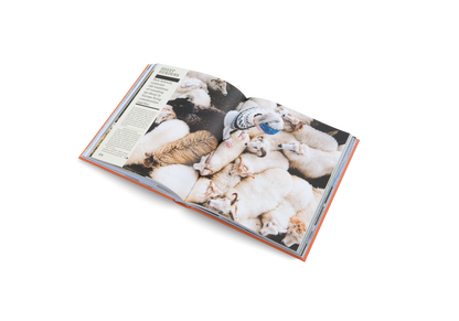 The New Traditional Book