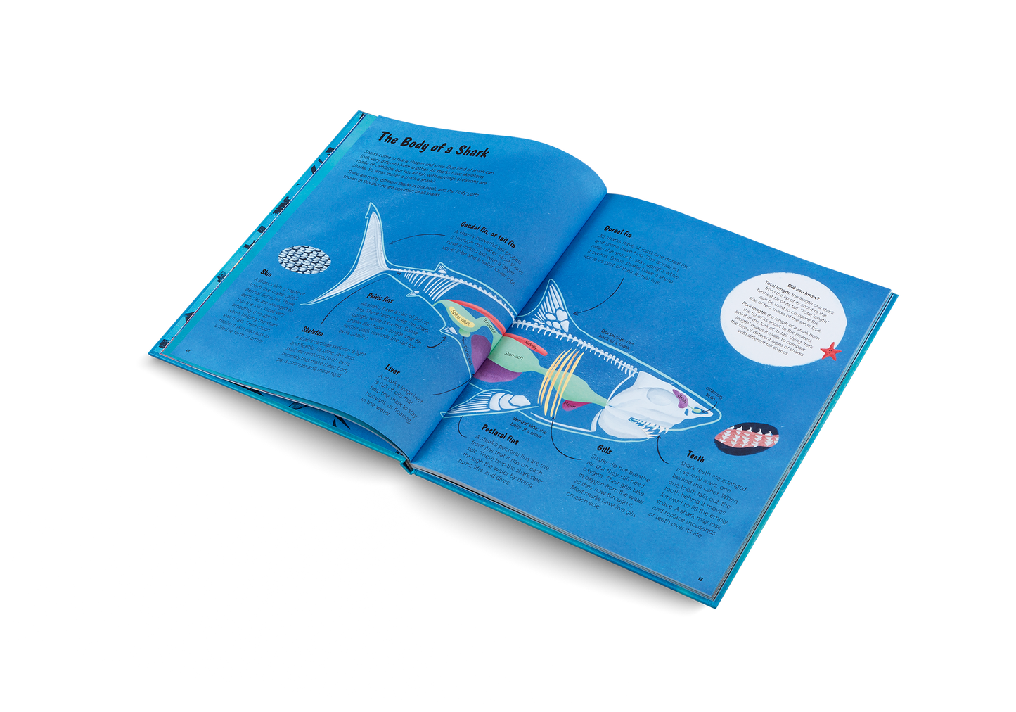 The World of Sharks Book