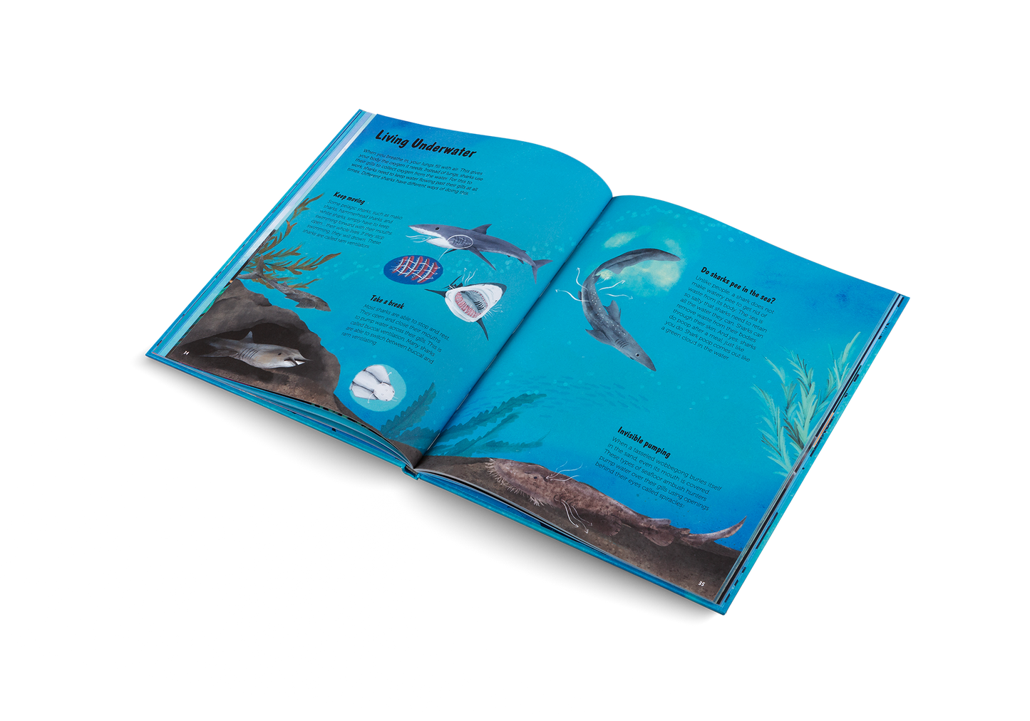 The World of Sharks Book