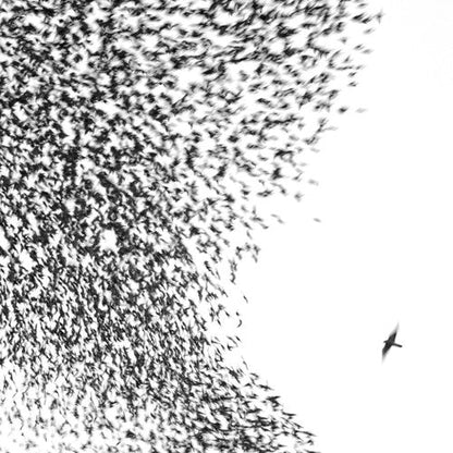 Wilco – Sky Blue Sky (2-LP Vinyl and Bonus DVD) Vinyl Record