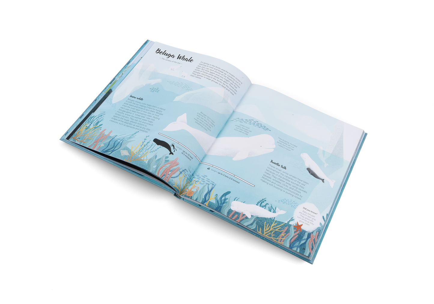 The World of Whales Book