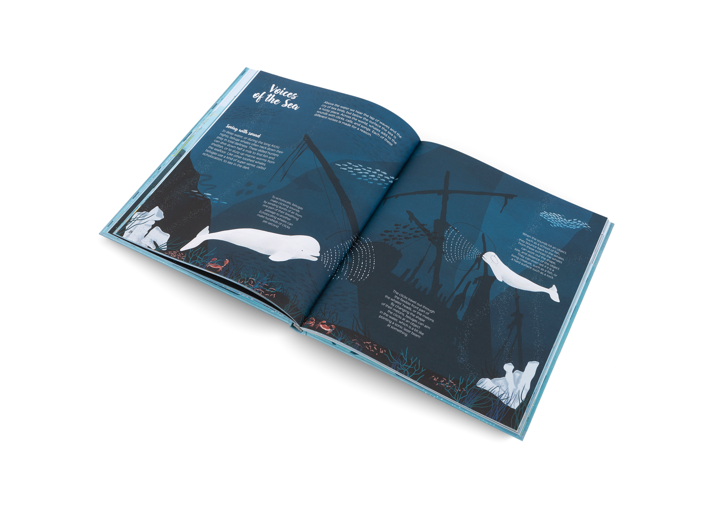 The World of Whales Book