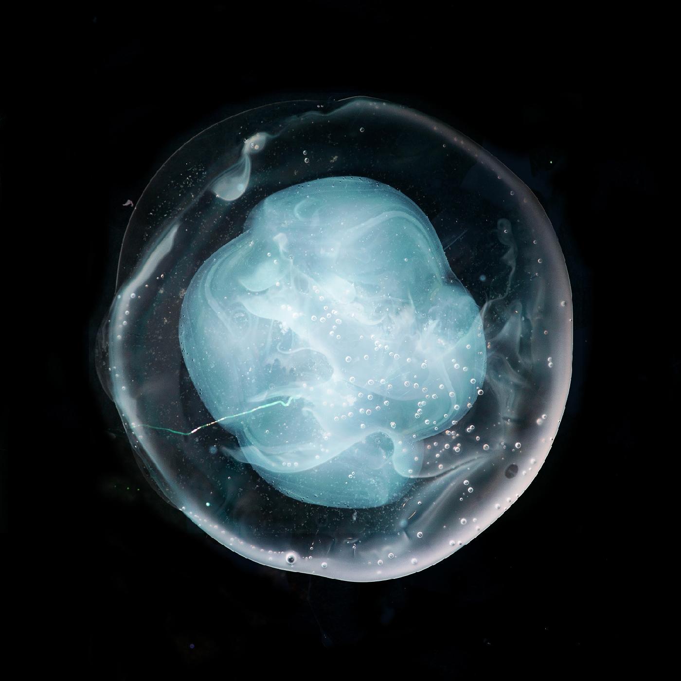 The Undivided Five Music CD