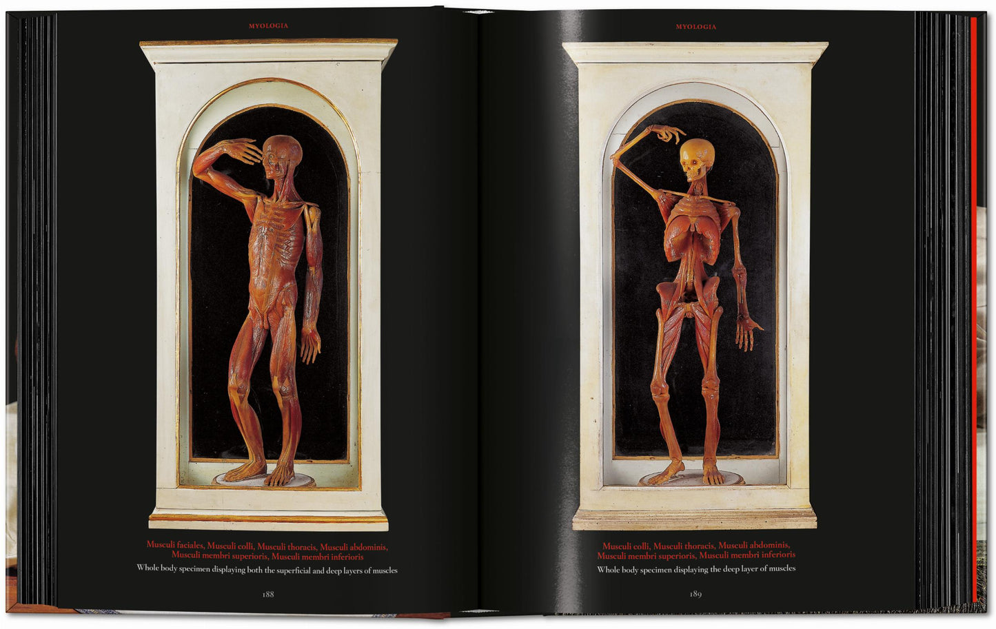 Anatomical Waxes. 45th Ed. (German, French, English) Book